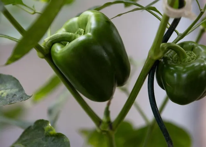 Chateau-studio Bleu By Interhome Apartamento *